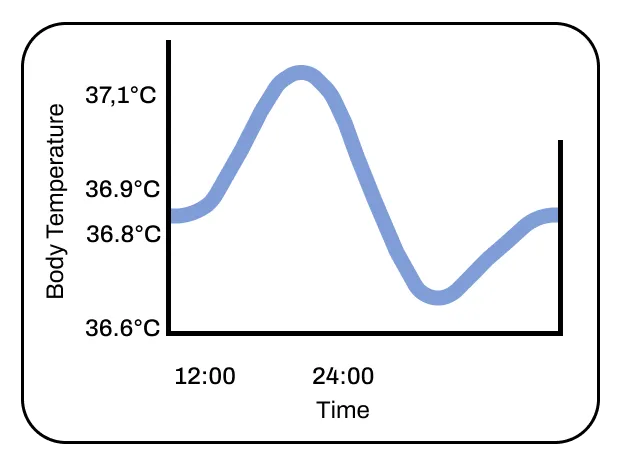 Body temperature throughout the day.