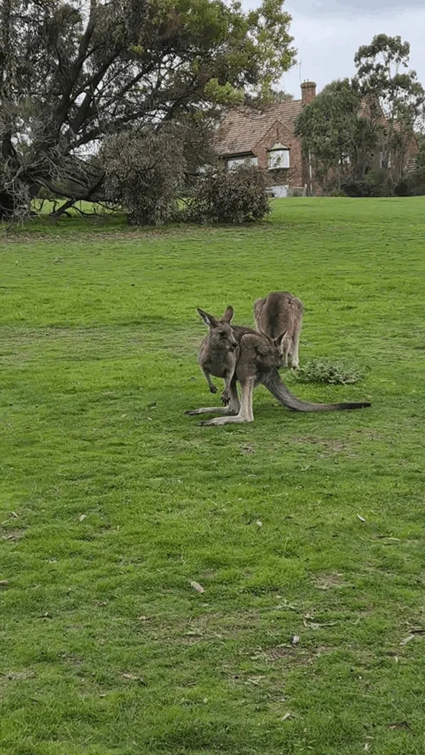 Wallabies in Westerfolds Park